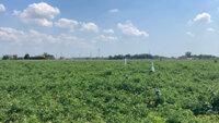 カゴメ・NEC・DXAS、農業ICTプラットフォーム「CropScope」を北イタリアのトマト圃場に導入