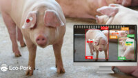 Eco-Pork、母豚が自由に動ける「フリーストール」環境下でも発情検知や個体識別が可能な殖豚管理AI技術を開発