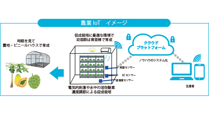 ケイ・オプティコム、IoTで「匠の技」をシステム化、海外産果物・野菜を効率よく育成