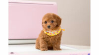 愛犬の排せつをセンサーで感知、ジャパンファーストステップが室内用全自動トイレ「わんわんマイスター」をリリース