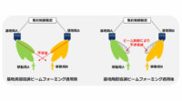 NTTドコモとNEC、基地局間協調ビームフォーミングを用いた複数移動局への5G通信を実施
