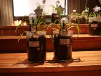 sensingnetの微生物発電技術を小学校のSTEAM教材として採用　－立教女学院小学校