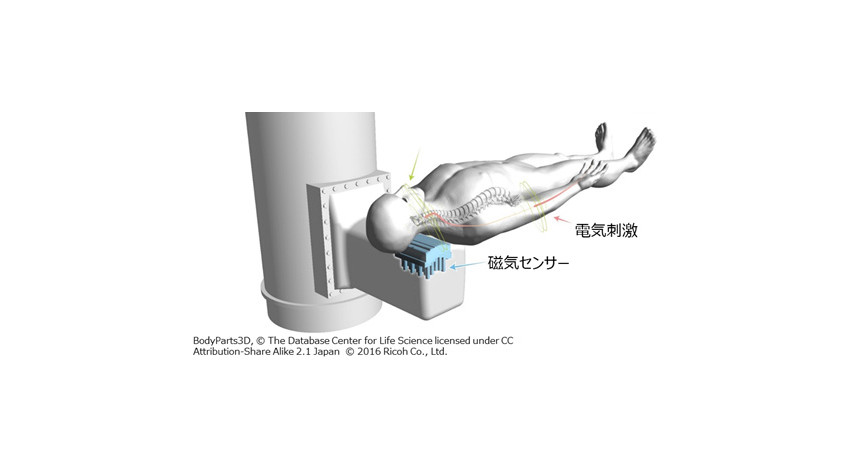 リコー・東京医科歯科大学・金沢工業大学、身体を傷つけずに神経活動を可視化する脊髄磁界計測システムを用いた腰部などの生体磁界計測に成功