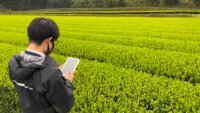 伊藤園と富士通、AI画像解析により茶葉の摘採時期の判断する技術を共同開発