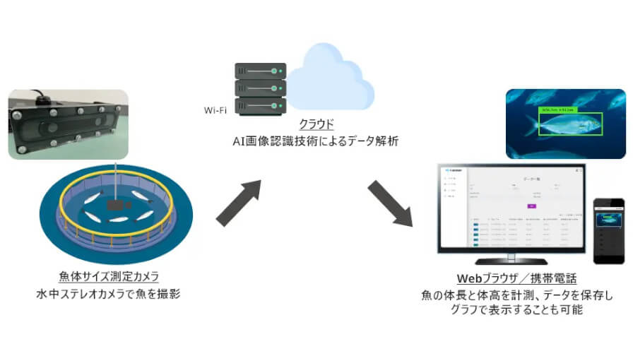 アイエンター、魚体サイズの測定をAIカメラで行う「AI魚体サイズ測定カメラ」の新機能をリリース