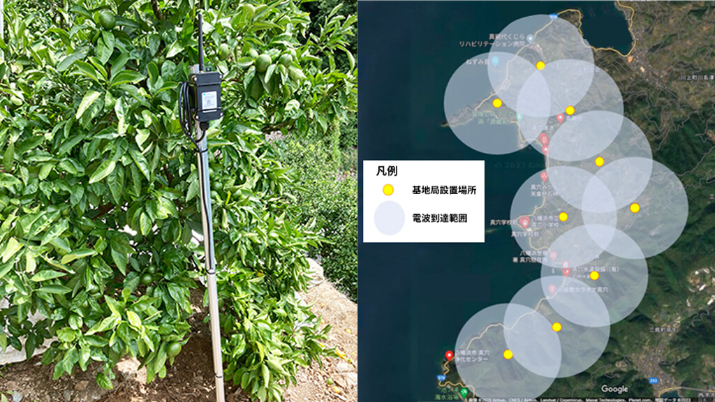 IIJ、愛媛県のみかん栽培収量向上ヘ向けスマート農業の実装検証を開始