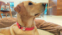 日本動物高度医療センター・NEC他、犬猫用IoT「PLUS CYCLE」を活用した盲導犬の健康管理を目指した取組を開始