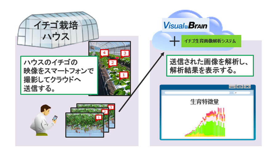 キヤノンITS、画像解析AIによるイチゴの生育特徴量計測の検証実験結果を発表