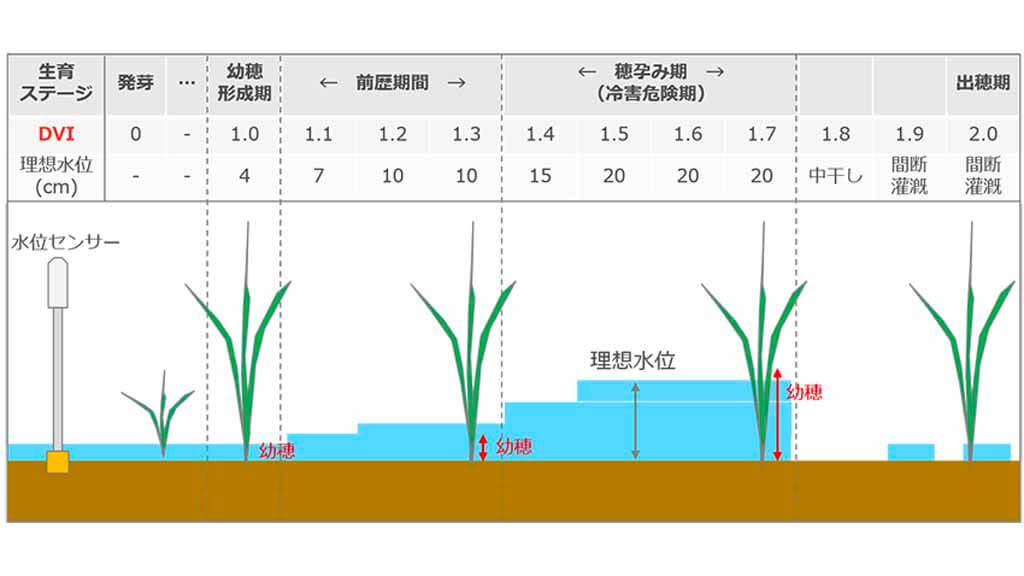 IIJ、発育指数に基づき水田の水管理を自動化する技術を開発