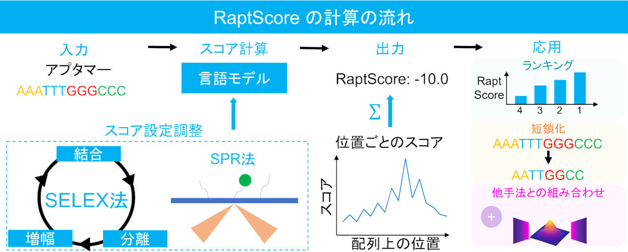 早稲田大学、LLM活用でRNA医薬品の開発期間短縮とコスト削減を実現する評価技術「RaptScore」を開発
