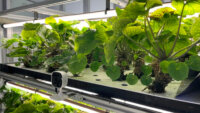 マクニカとNEXTAGE、資本業務提携を締結しコンテナ型植物工場を共同開発へ