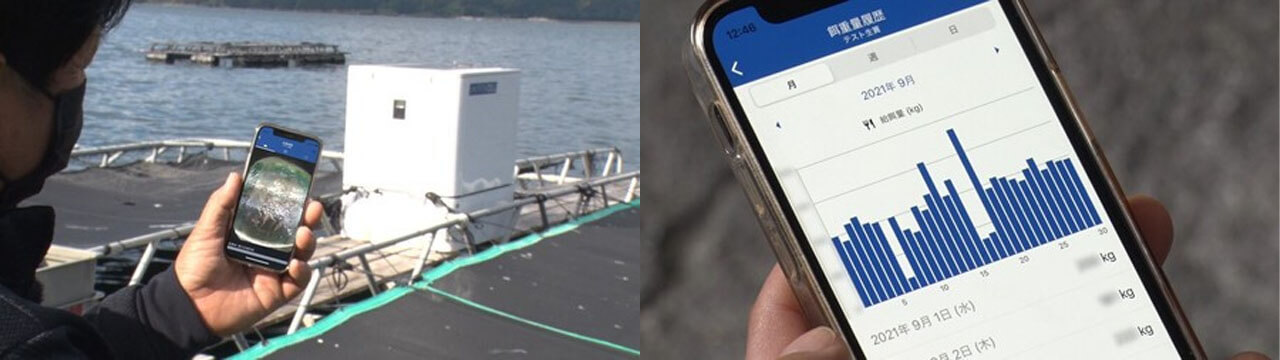 くら寿司、AIスマート養殖で成育を加速させた「大型生さば」を提供開始、コスト削減と安定供給を実現
