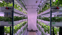 NEXTAGE、植物工場わさび栽培モジュールにおけるサポート拠点「横浜C&Mセンター」を開設