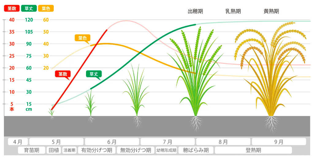 キヤノン、作物の画像を活用した農業生育モニタリングシステムを開発し実証実験を実施